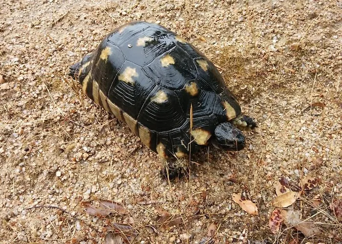 Willa Andrea House Palau